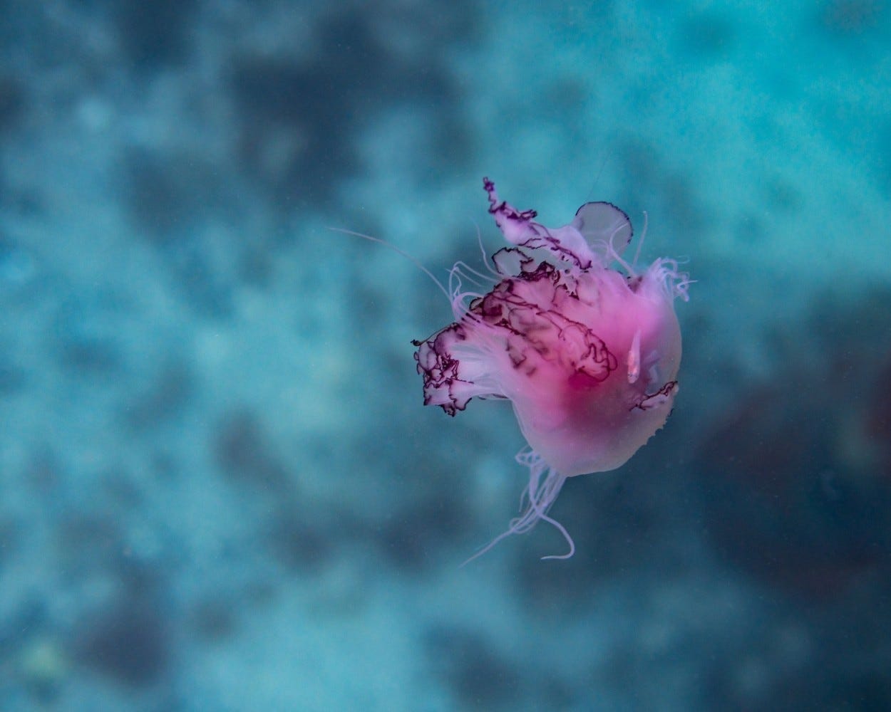 Artikelinnehåll Artikelinnehåll