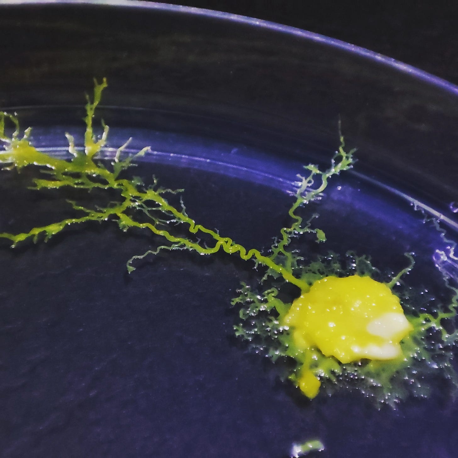 File:Physarum polycephalum macro.webp - Wikimedia Commons