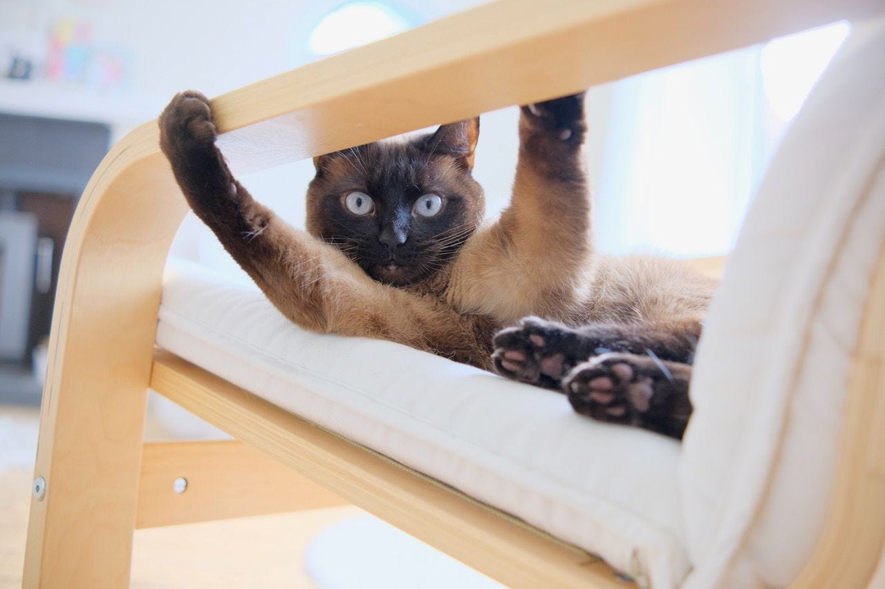 Mittens is lounging on a chair and looking at us from under the wooden armrest. Mittens is hanging onto the armrest with their paws. Mittens is lounging on a chair and looking at us from under the wooden armrest. Mittens is hanging onto the armrest with their paws.