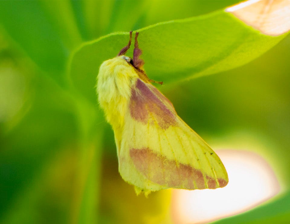 Butterflies and Moths of the Adirondacks: Rosy Maple Moth at the Paul Smith's College VIC (15 July 2013). Click for a larger image, opening in a new window. Butterflies and Moths of the Adirondacks: Rosy Maple Moth at the Paul Smith's College VIC (15 July 2013). Click for a larger image, opening in a new window.