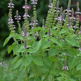 Tulsi: The Queen of Herbs