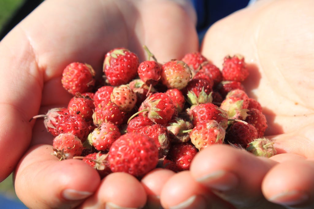 Two hands full of wild strawberries. "Wild-Strawberries-in-Woman-Hands__1977IMG_0218" by Public Domain Photos is licensed under CC BY 2.0. Two hands full of wild strawberries. "Wild-Strawberries-in-Woman-Hands__1977IMG_0218" by Public Domain Photos is licensed under CC BY 2.0.