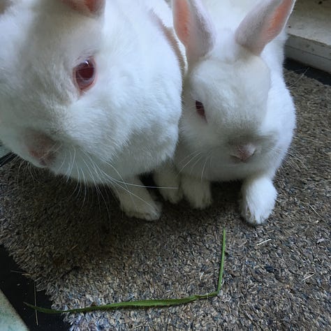 1: white rabbit looks expectantly at camera. 2: a pic of whit rabbits sit invade each other's personal space sitting on a doormat. 3: a sleepy cat with his paw over his face. 4: a tiny cat with big brown eyes looks up at the camera. 5: Snowball the cat sits at a table next to a goblet. 6: a big ginger cat with green eyes is very close to the camera, it looks like a selfie.