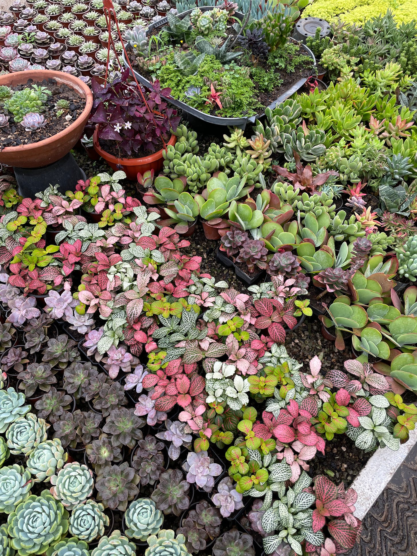 A largeassortment of suculents.