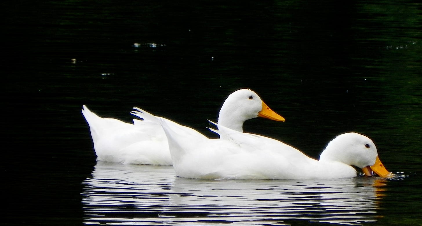 Close up of two swimming ducks.