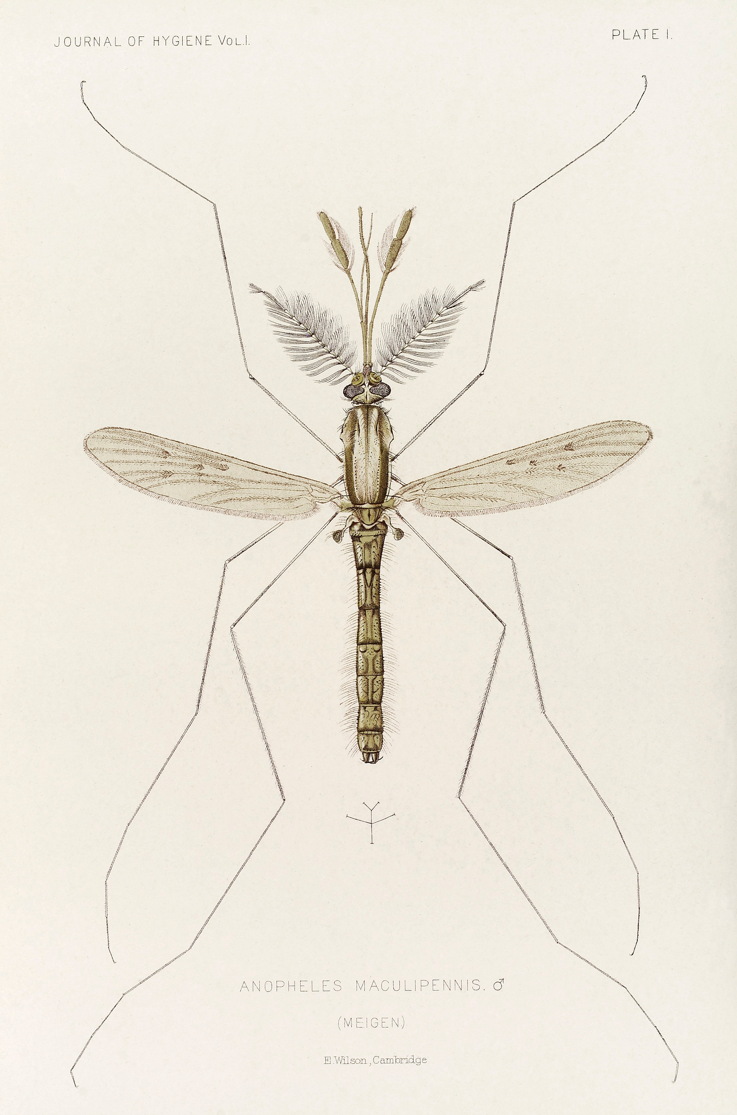 Anopheles atroparvus - Wikipedia