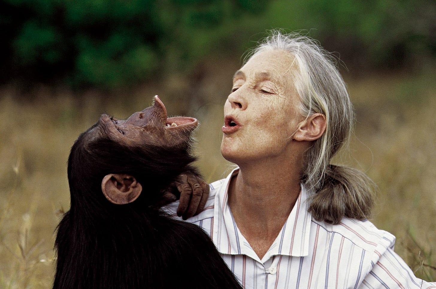 Jane Goodall dies: Chimpanzee expert and environmental advocate's final  message | Vox