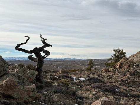 More images of the Red Desert after a spring storm.