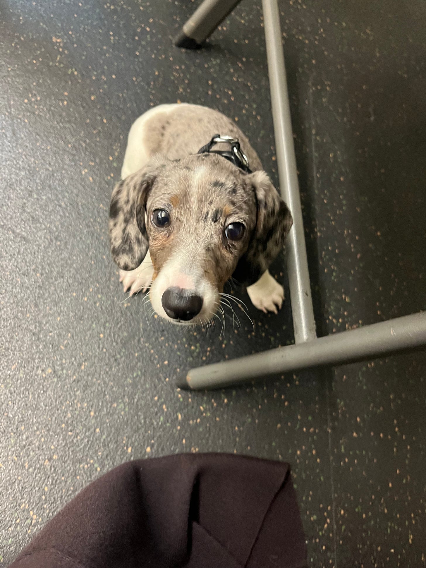 Overhead shot of a miniature dachshund puppy.