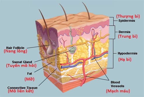skin anatomy