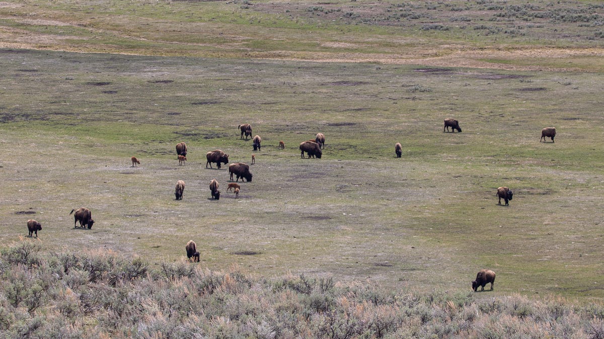 The National Bison Range: America's Forgotten Wildlife Conservation ...
