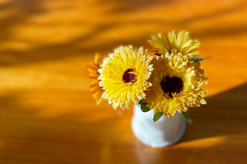 Calendula Zeolights Sixburnersue