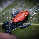 I Found a Poison Dart Frog!