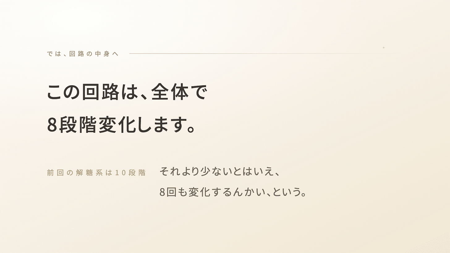 クエン酸回路_解糖系_電子伝達系_ミトコンドリア | 精密栄養学