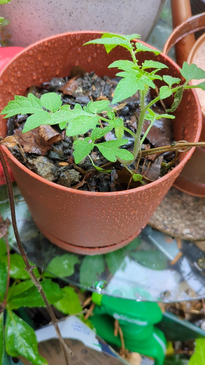 Tomato seedlings, one in it's own pot and some others sharing space.