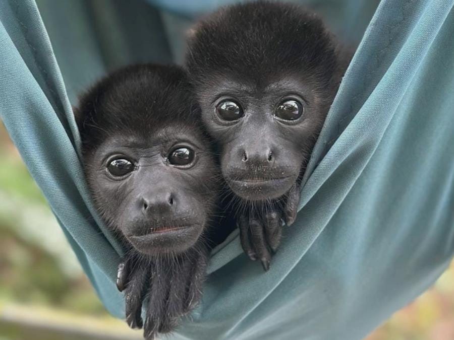 Work for Wild Sun Rescue Center in Costa Rica Work for Wild Sun Rescue Center in Costa Rica