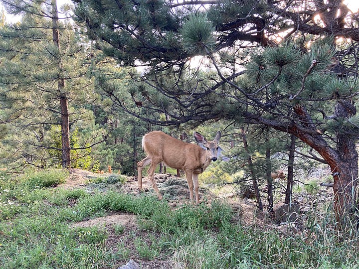 Photos of wildlife around Estes Prk, Colorado