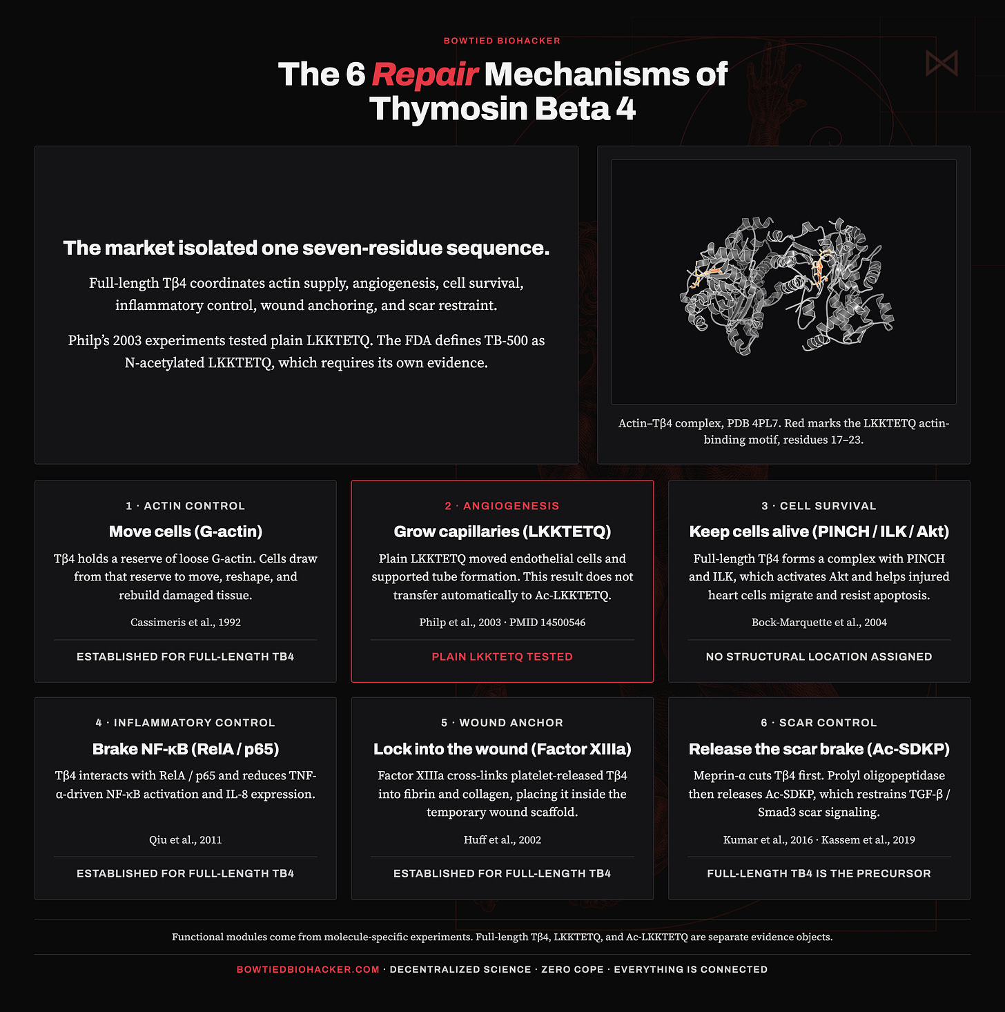 Infographic: the six repair mechanisms of Thymosin Beta 4 Infographic: the six repair mechanisms of Thymosin Beta 4