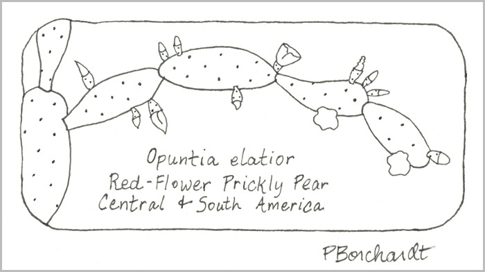 Red-Flower Prickly Pear, Step 1 (pen)