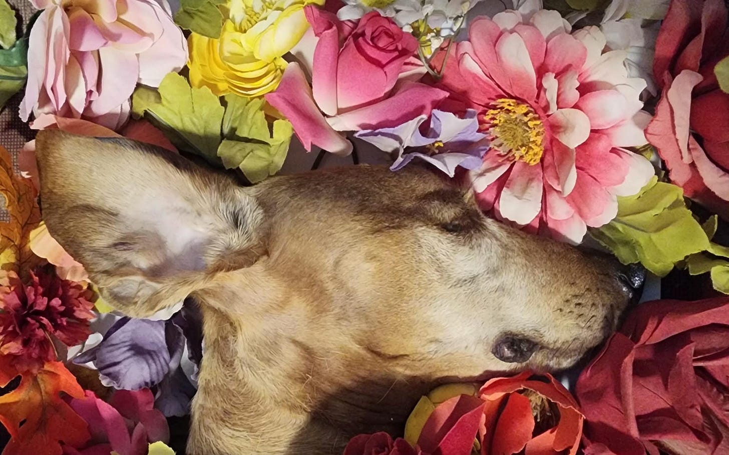 Photo of a light brown weiner dog resting over a bed of flowers. Photo of a light brown weiner dog resting over a bed of flowers.