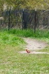 magichedgecardinal