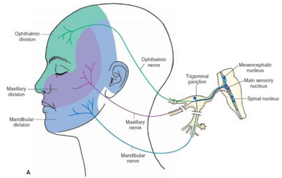 Trigeminal Nerve | Orofacial Pain