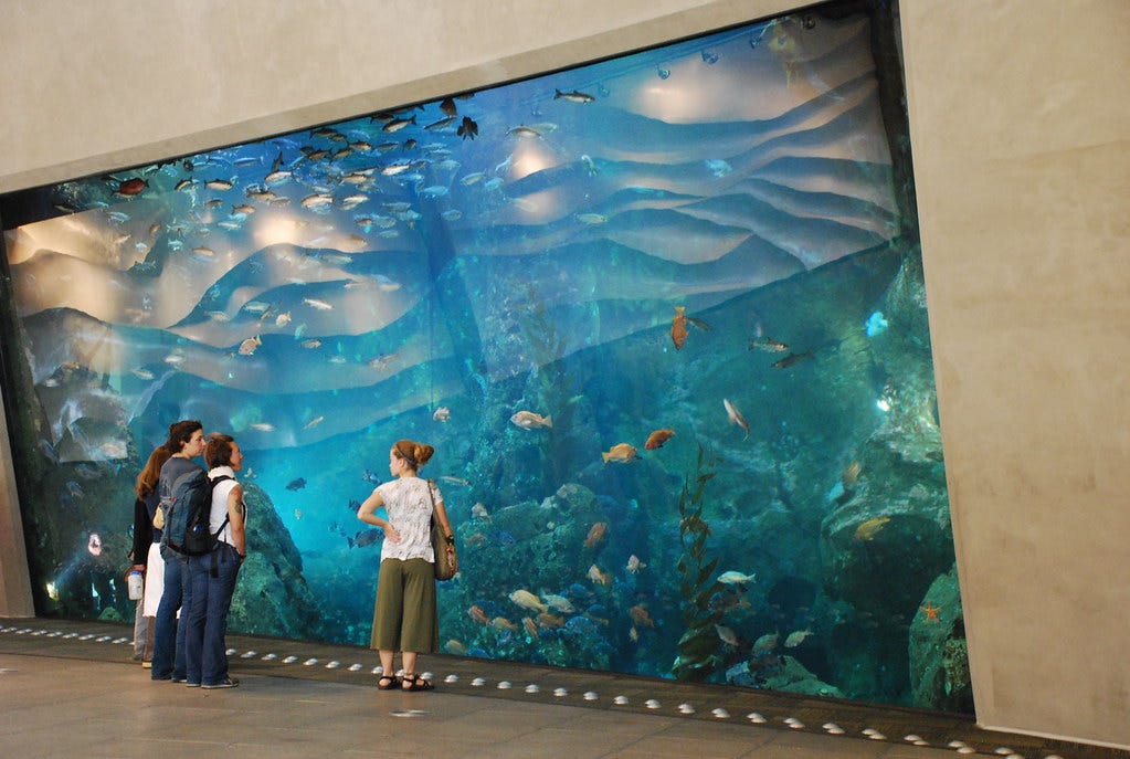 Window on Washington Waters 1 | Seattle Aquarium, Seattle, W… | Flickr Window on Washington Waters 1 | Seattle Aquarium, Seattle, W… | Flickr