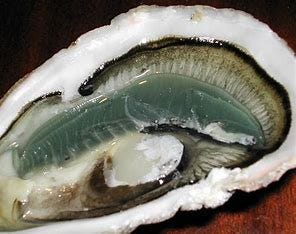 Image result for oyster