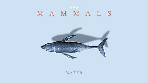 Mammals series: BBC Studios