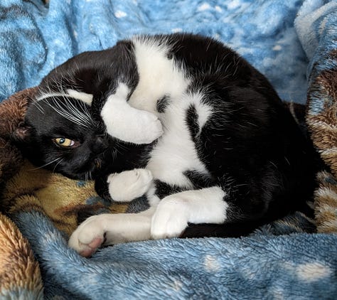 Cats!