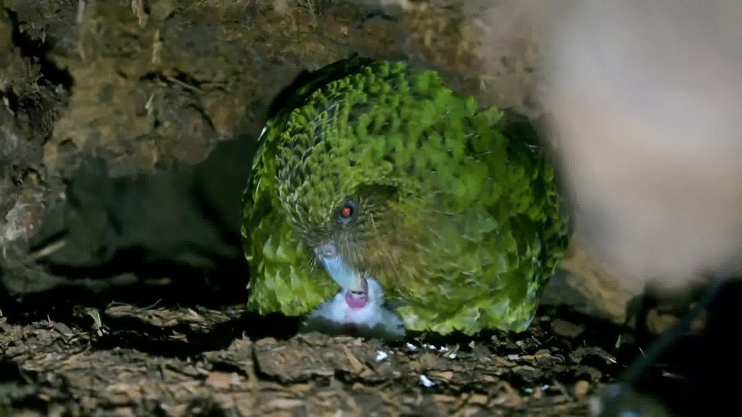 A beautiful charismatic green Kākāp feeding a little grey chick