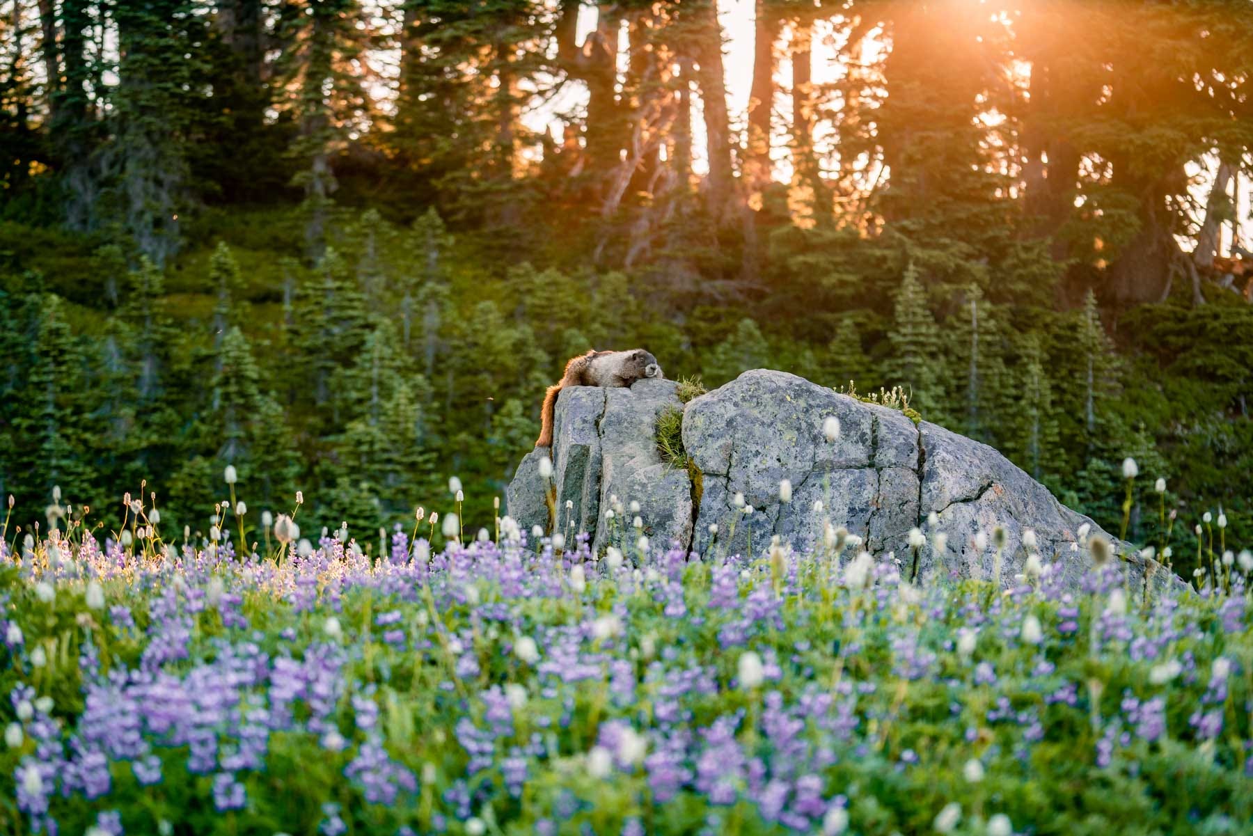 See the Most Fantastic Wildflower Bloom in the National Parks (Happening  Now), image size:1800x1201