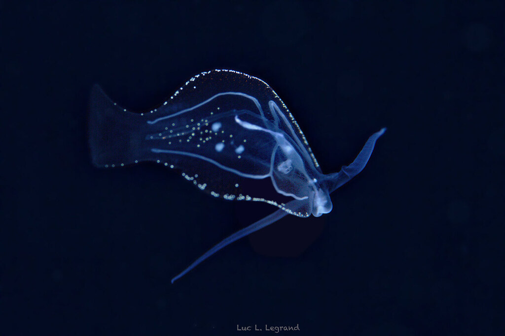 Phylliroe bucephalum | A genus of nudibranchiate gastropod m… | Flickr