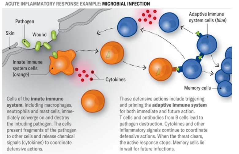 A diagram of a microbial infection

AI-generated content may be incorrect.