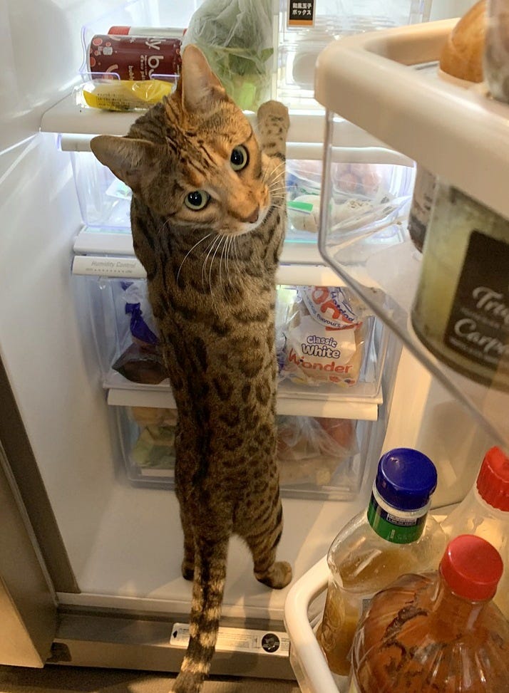 Nezuko is climbing into the fridge but looking back at the camera Nezuko is climbing into the fridge but looking back at the camera