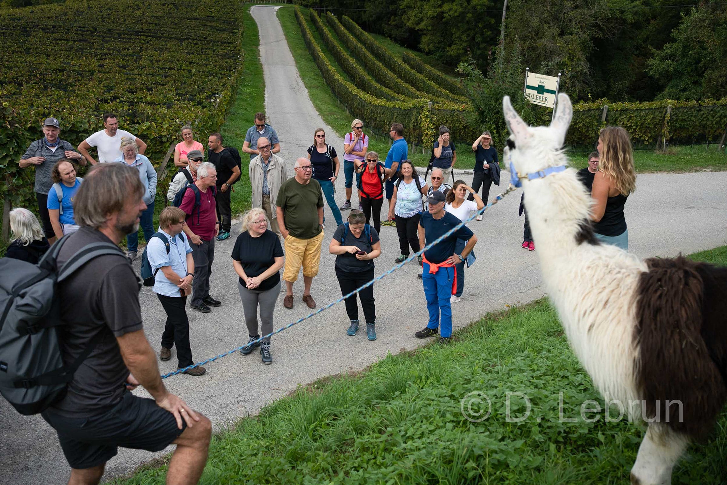 Lama hiking with Simone Vetters, Slowenia