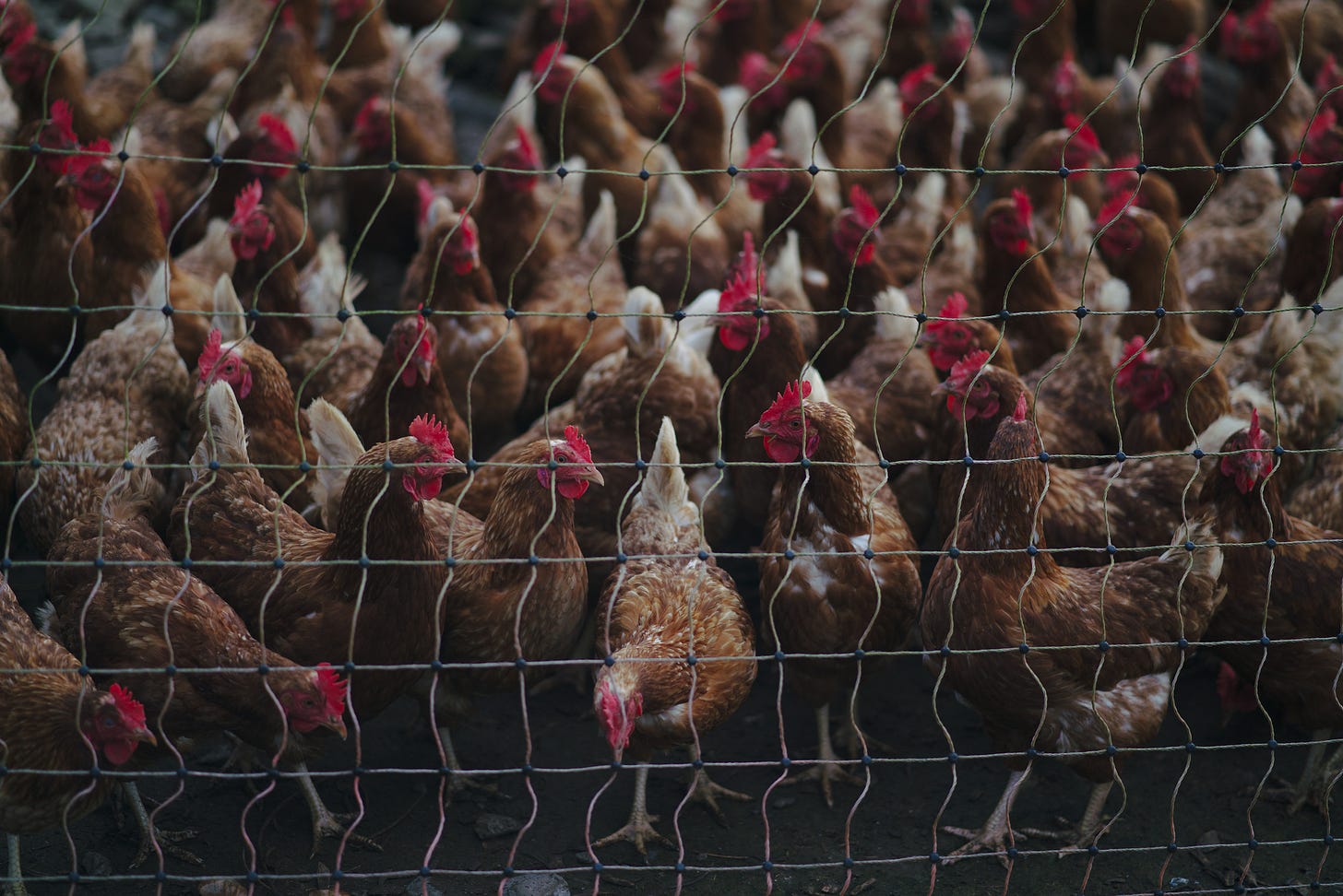 Organic layers (chickens) looking for food at Ancient Organics Farm in Rosscarbery, Co. Cork, Ireland. Organic layers (chickens) looking for food at Ancient Organics Farm in Rosscarbery, Co. Cork, Ireland.