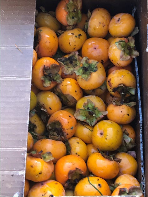 Images of persimmons on the tree and people gleaning them