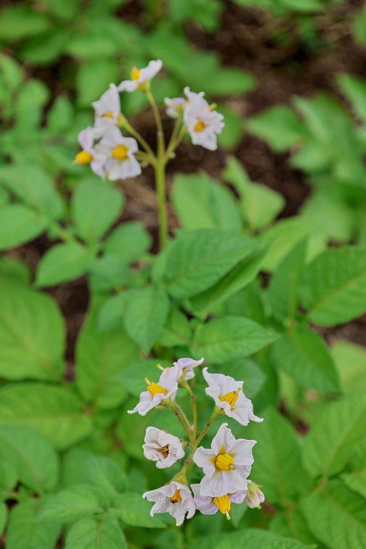 various flowering potato plants