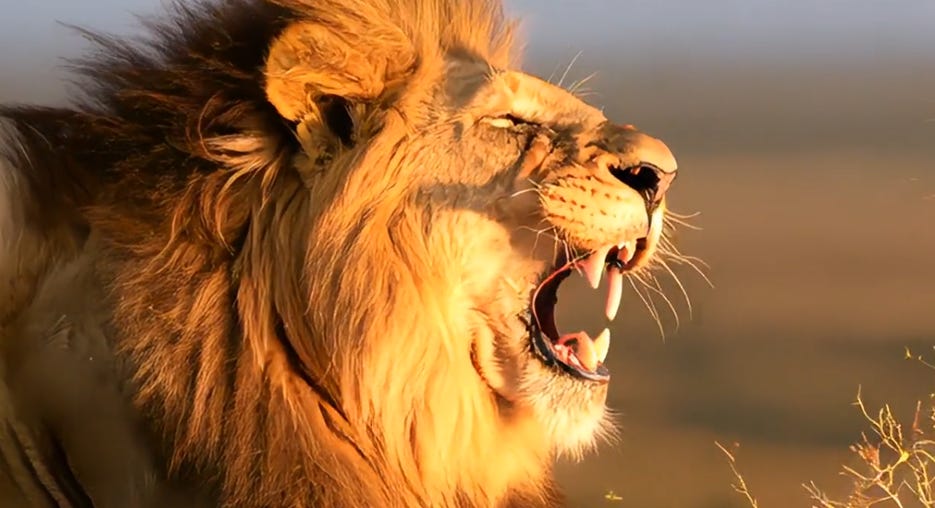 A lion with its mouth open
AI-generated content may be incorrect. A lion with its mouth open
AI-generated content may be incorrect.