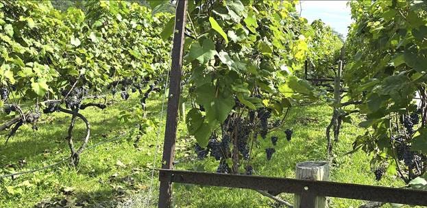 A close-up of a vine

Description automatically generated