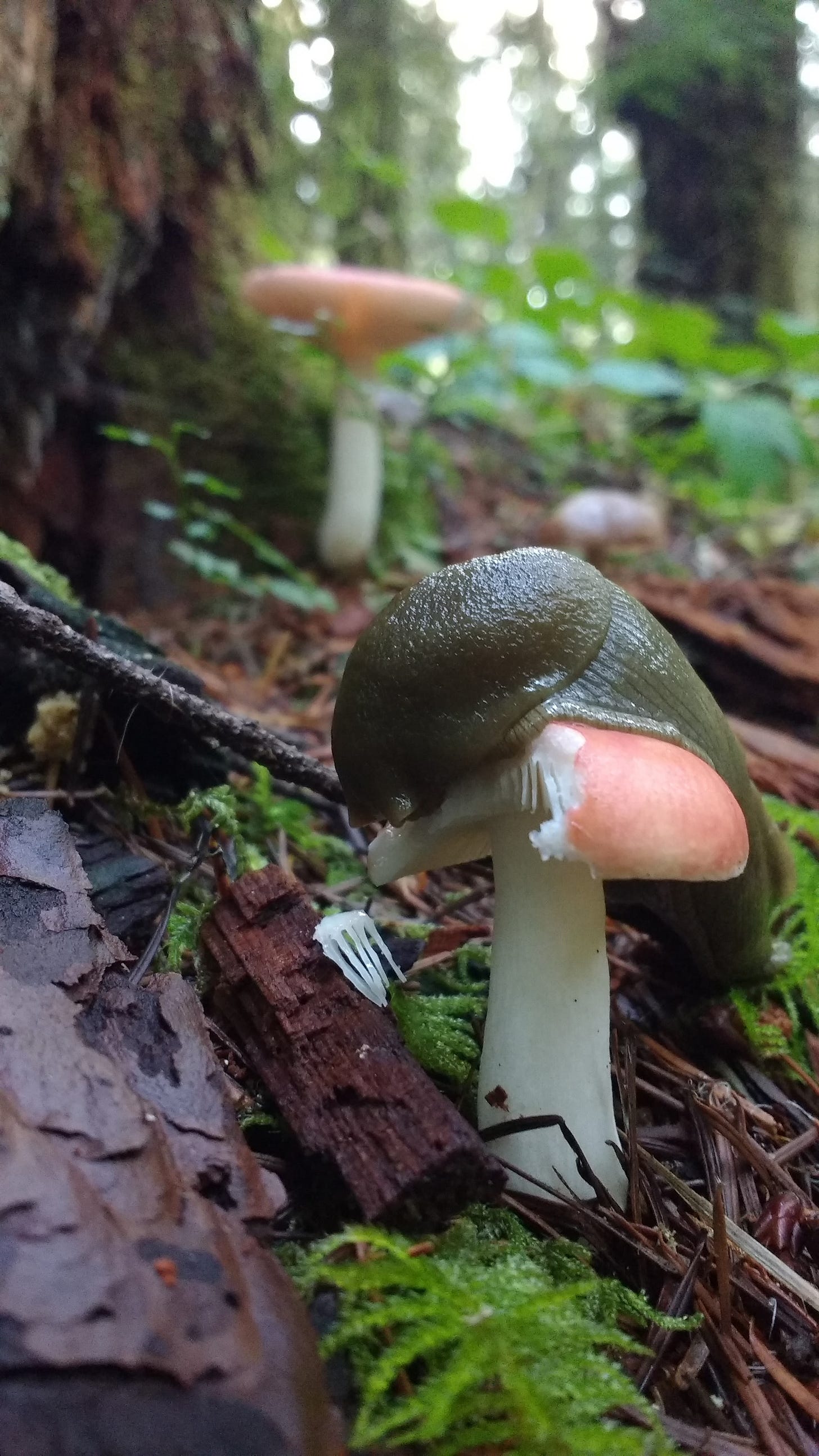 a slug eats a mushroom in the forest