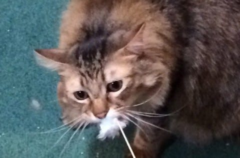 Chase_Tug_Of_War_Enrich_Your_Cat's_Environment Chase_Tug_Of_War_Enrich_Your_Cat's_Environment