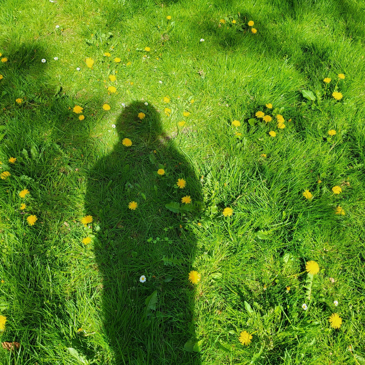 Lisas Licht