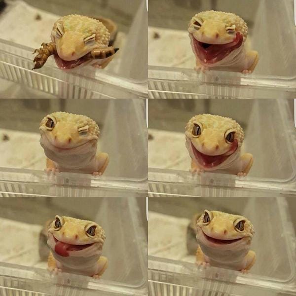 Am I cute or what!? - Credit: Reddit/u/sweettoothj Am I cute or what!? - Credit: Reddit/u/sweettoothj