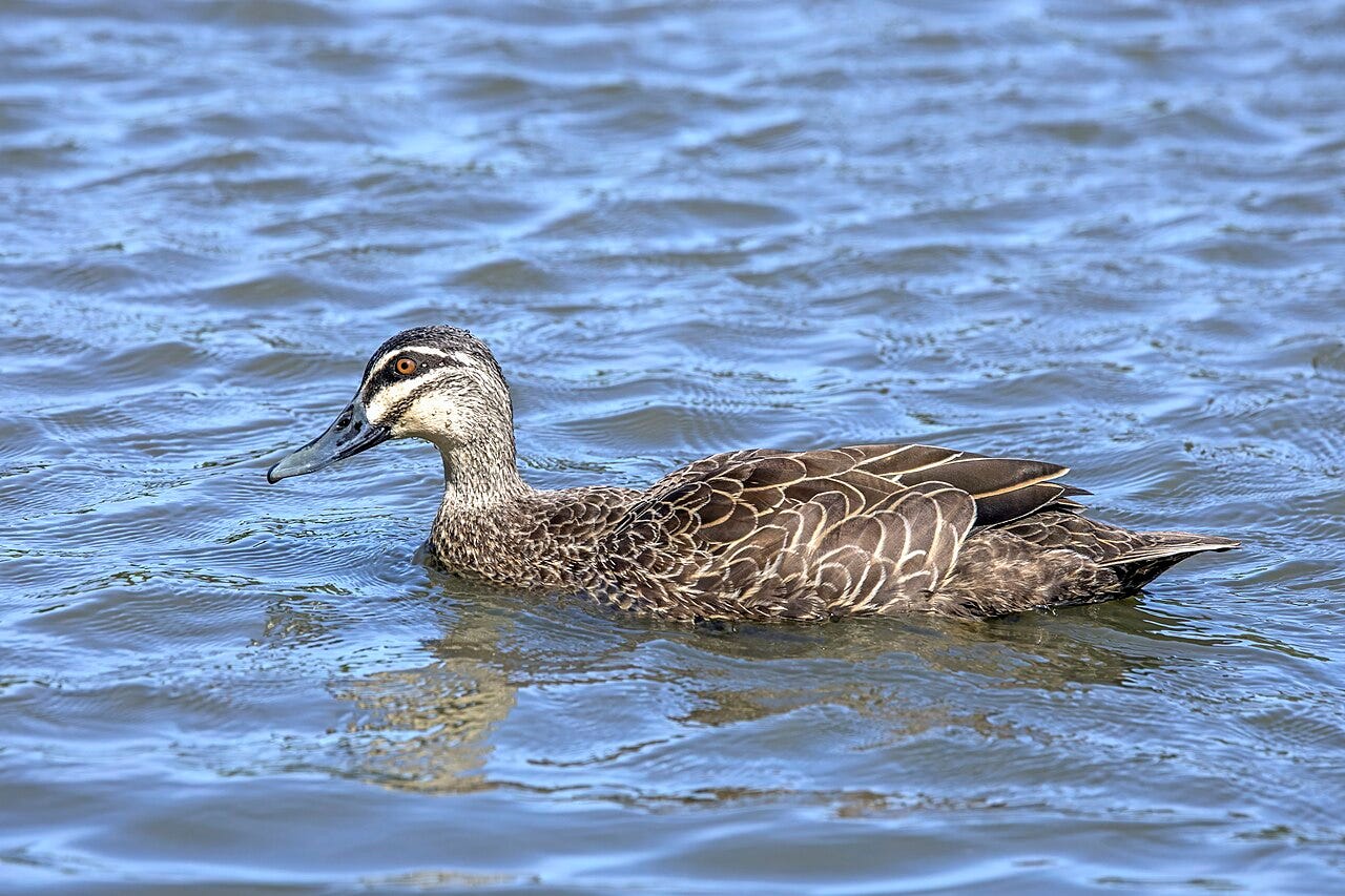 pacific black duck on the water
