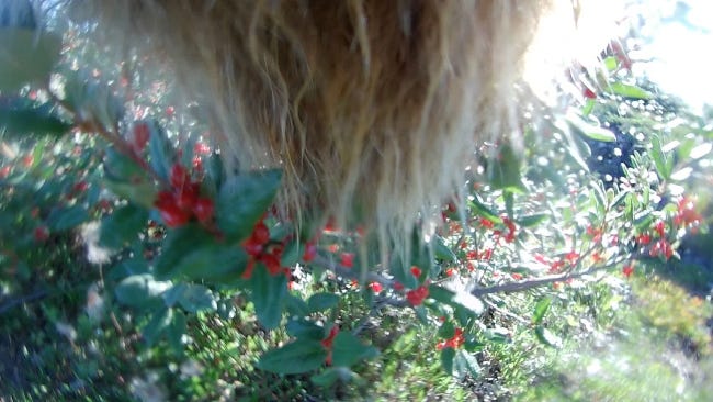 Le museau en avant-plan, un grizzli se repaît de baies rouges qui, sans doute, nous tueraient tous. Le museau en avant-plan, un grizzli se repaît de baies rouges qui, sans doute, nous tueraient tous.