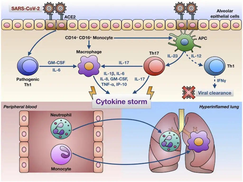 An illustration of the cytokine storm in the lungs caused by SARS-CoV-2 occurs when the virus enters alveolar epithelial cells through the ACE2 receptor, triggering an immune response that activates harmful Th1 cells, CD14+ CD16+ monocytes, alveolar macrophages, and Th17 lymphocytes.