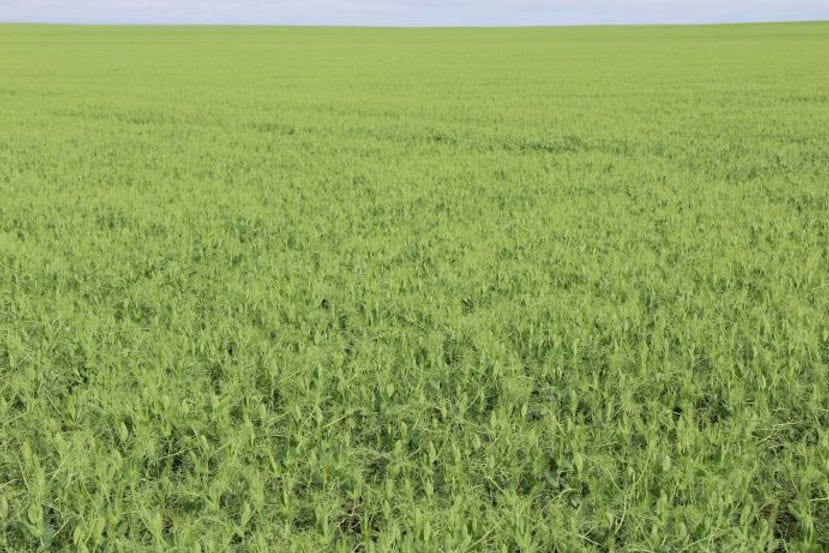 No-till pea field