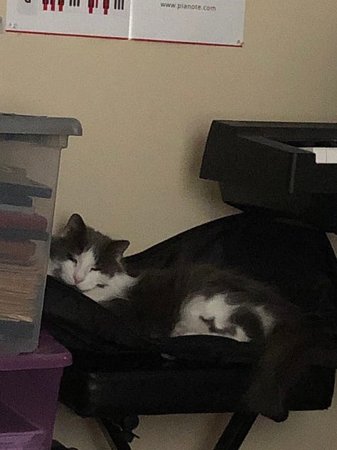 Newman's favorite poses & sleeping areas